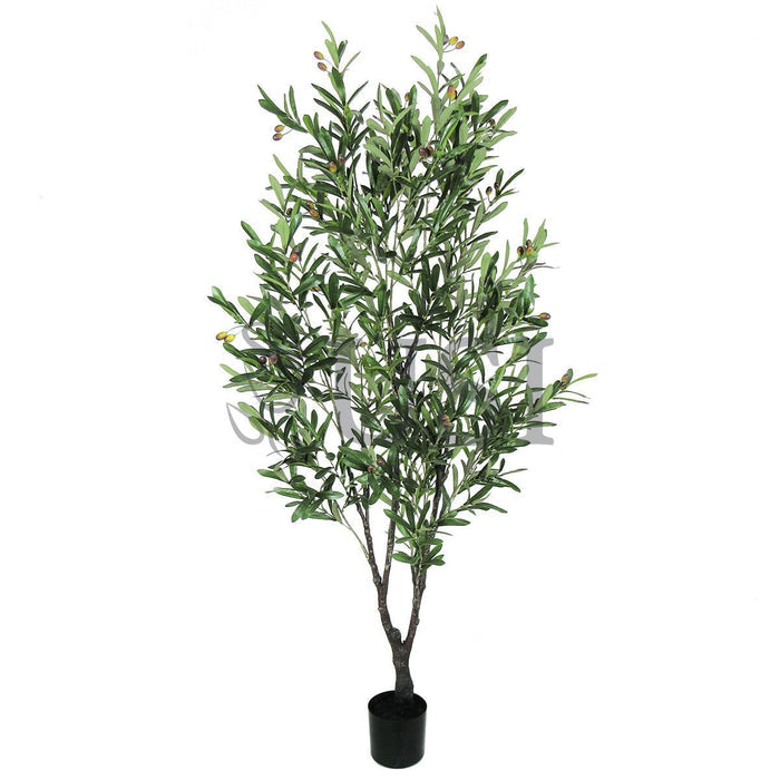 Olive Tree Potted w Fruits, 5.5ft, Green
