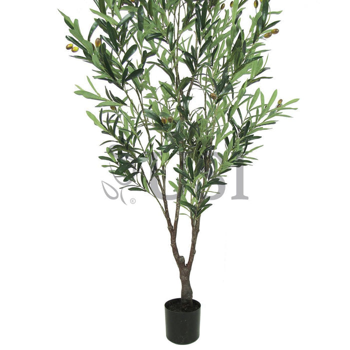 Olive Tree Potted w Fruits, 5.5ft, Green
