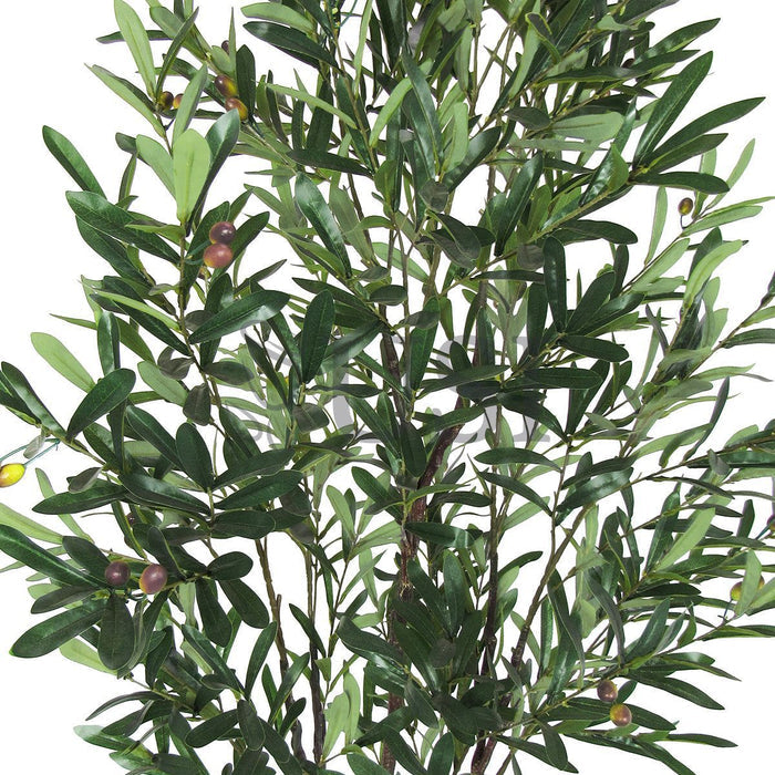 Olive Tree Potted w Fruits, 5.5ft, Green