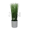 Onion Grass Plant Potted, 16in, Green