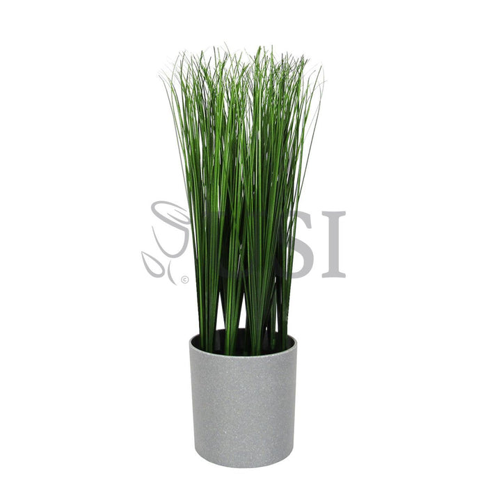 Onion Grass Plant Potted, 16in, Green