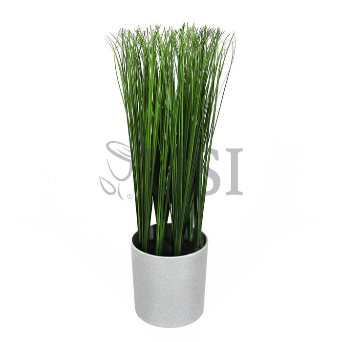 Onion Grass Plant Potted, 16in, Green