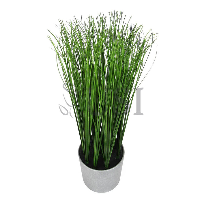 Onion Grass Plant Potted, 16in, Green