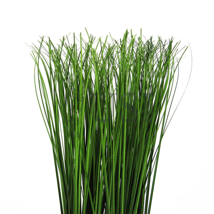 Onion Grass Plant Potted, 16in, Green