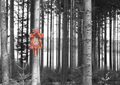 A canvas print featuring a traditional orange cuckoo clock hanging in a tree with a grey and white woodland background.