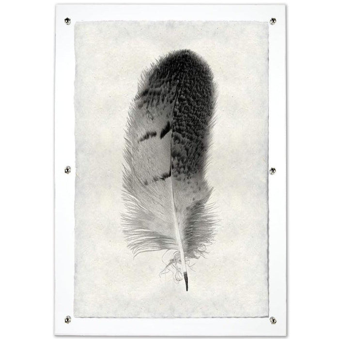 Black and white owl feather print on textured Nepalese handmade paper, mounted on a white board.