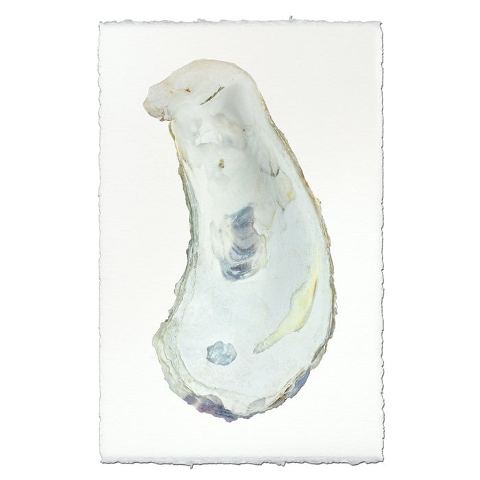 Oyster Study handmade paper wall art print 40"x60"
