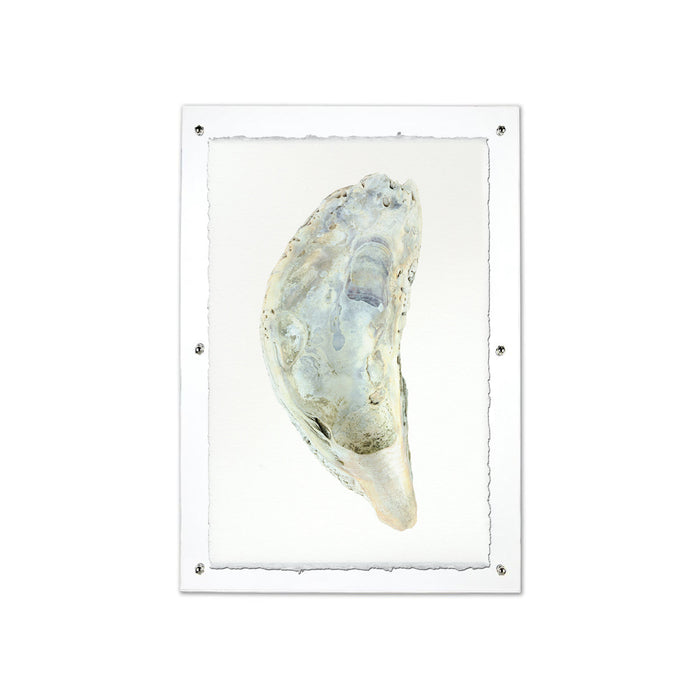 Oyster study framed handmade paper wall art print 9"x14"