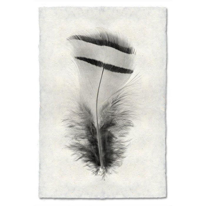 Black and white Chukar Partridge feather print on textured handmade Nepalese paper, modern wall art.