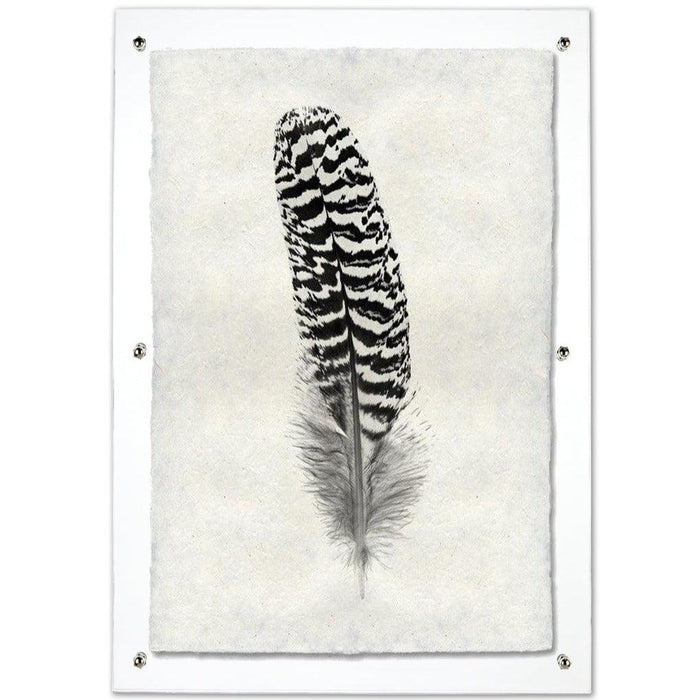 Black and white peacock quill feather print on mottled Nepalese handmade paper, framed.