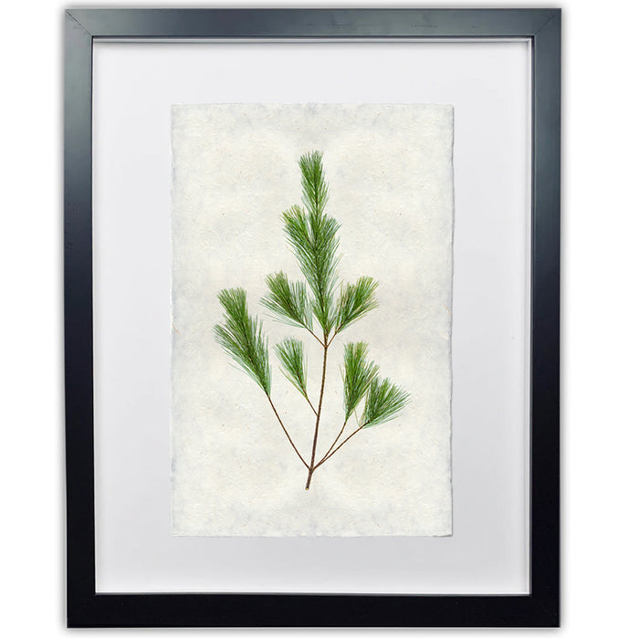 Pine branch print on handmade Nepalese paper in a black frame.
