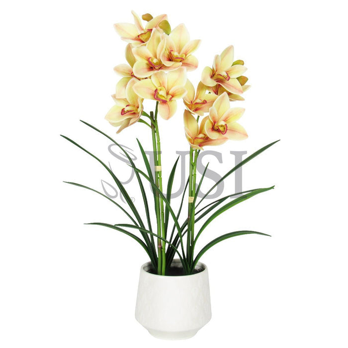 Potted Cymbidium Orchid x2 in White Round Leaf Pattern Pot, 24in, Yellow Burgundy