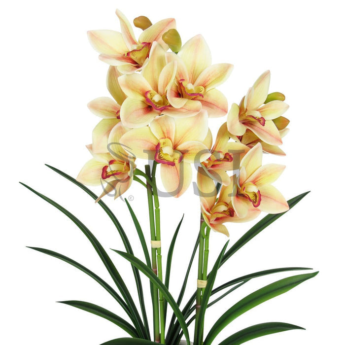 Potted Cymbidium Orchid x2 in White Round Leaf Pattern Pot, 24in, Yellow Burgundy
