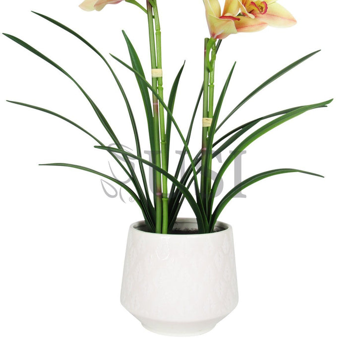 Potted Cymbidium Orchid x2 in White Round Leaf Pattern Pot, 24in, Yellow Burgundy