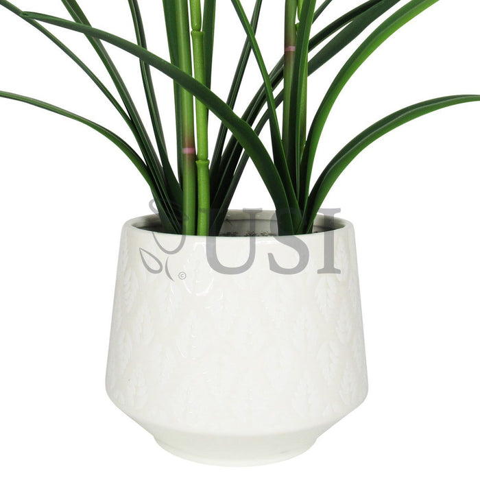 Potted Cymbidium Orchid x2 in White Round Leaf Pattern Pot, 24in, Yellow Burgundy