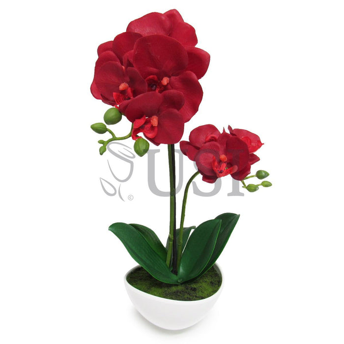 Potted Phalaenopsis Orchid, 16in, Red