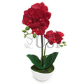 Potted Phalaenopsis Orchid, 16in, Red