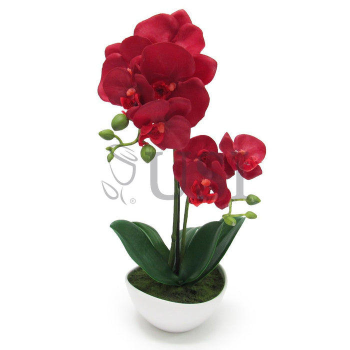 Potted Phalaenopsis Orchid, 16in, Red