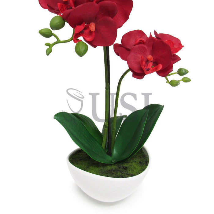 Potted Phalaenopsis Orchid, 16in, Red