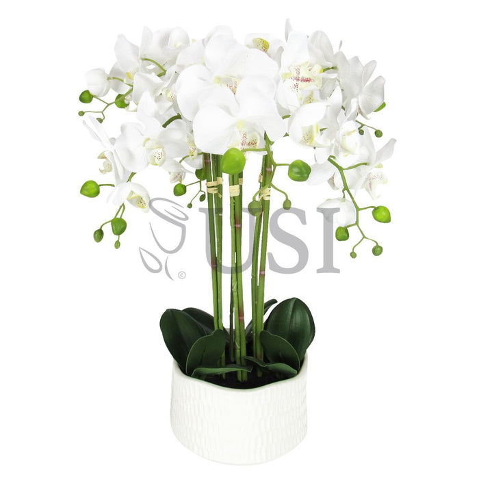 Potted Phalaenopsis Orchid x6 in Textured White Round Ceramic Pot, 20in, Cream White