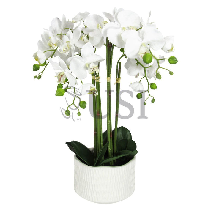 Potted Phalaenopsis Orchid x6 in Textured White Round Ceramic Pot, 20in, Cream White