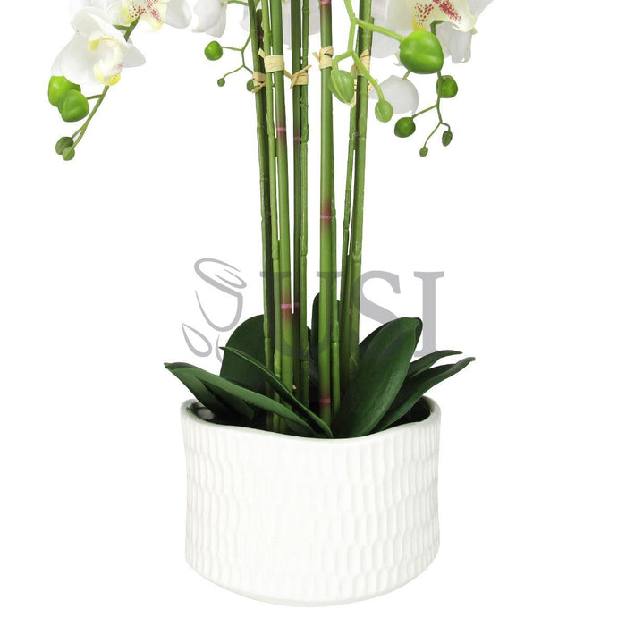 Potted Phalaenopsis Orchid x6 in Textured White Round Ceramic Pot, 20in, Cream White