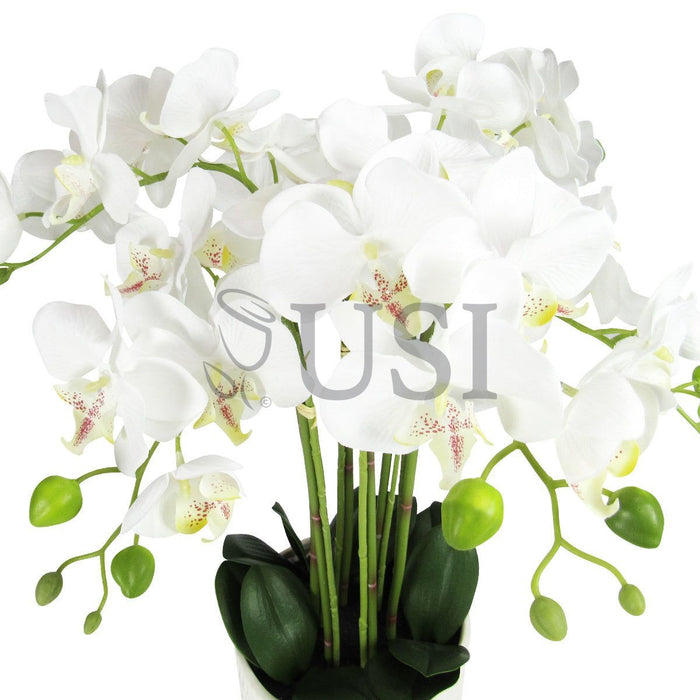 Potted Phalaenopsis Orchid x6 in Textured White Round Ceramic Pot, 20in, Cream White