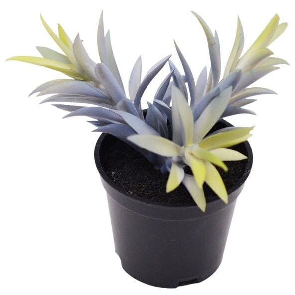 potted artificial succulent plant