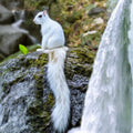 Puzzle - For Adults - White Squirrel with Waterfall Tail  - 18" x 18" - 500 Pieces