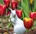 Puzzle - For Children - Tulips & Squirrel - 10" x 12" - 60 Pieces