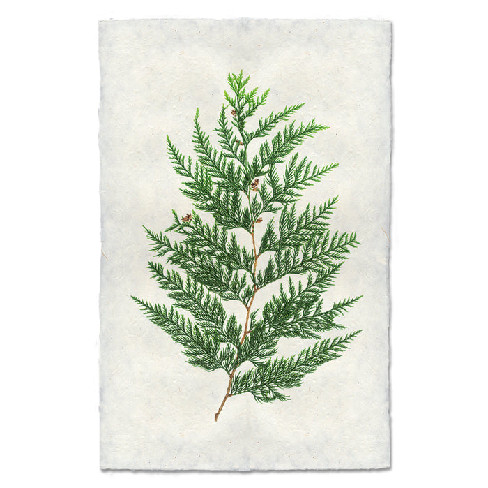 Red cedar branch print on textured, handmade Nepalese paper.