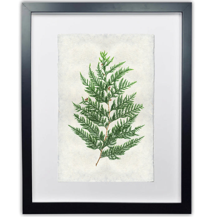 Framed Red Cedar branch print on handmade Nepalese paper, black frame, white mat.