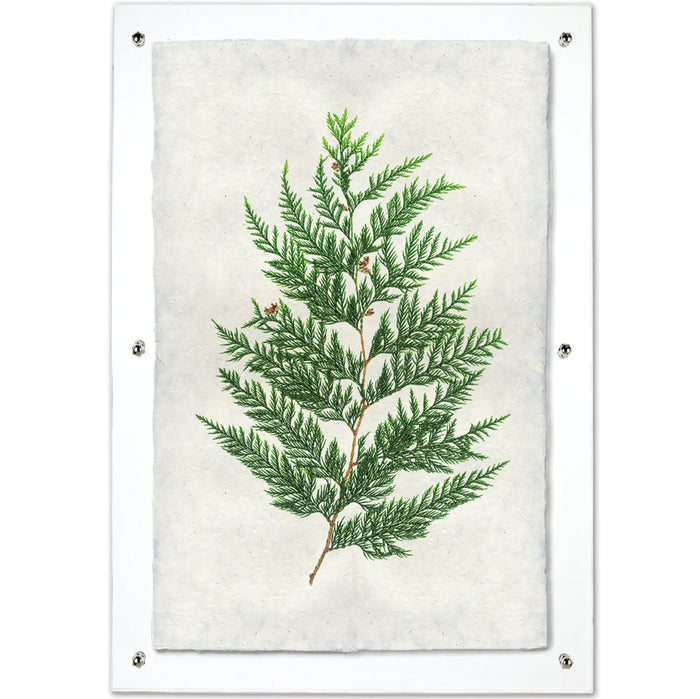 Red Cedar Handmade Paper Wall Art Print, green cedar branch on textured Nepalese paper, clear frame.