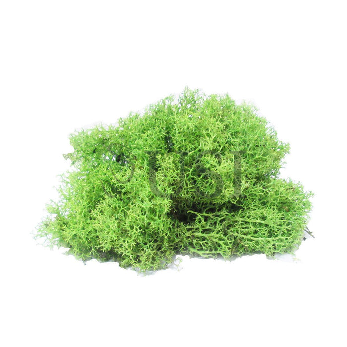 Reindeer Moss, 0.5lb bag, Green