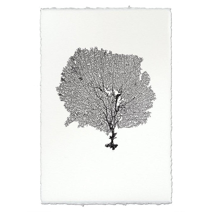 Black round sea fan art print on white handmade Nepalese paper with deckled edges.