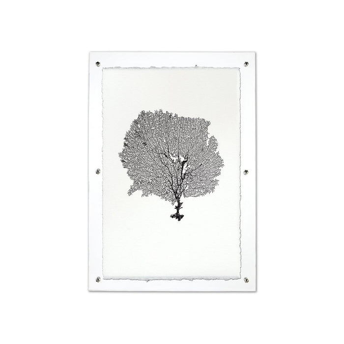 Black sea fan print on handmade Nepalese paper, framed in clear acrylic with silver hardware.