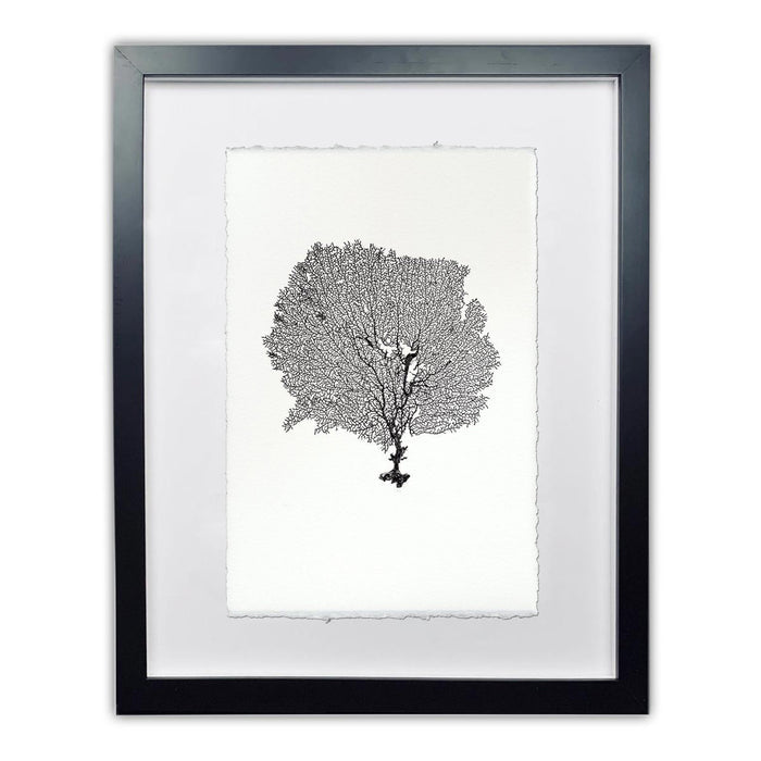 Framed black round sea fan art print on handmade Nepalese paper with a worn look.