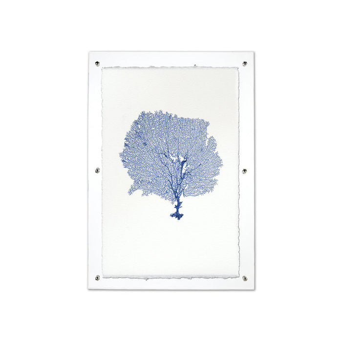 Blue round sea fan print on handmade Nepalese paper, framed in clear acrylic with silver hardware.