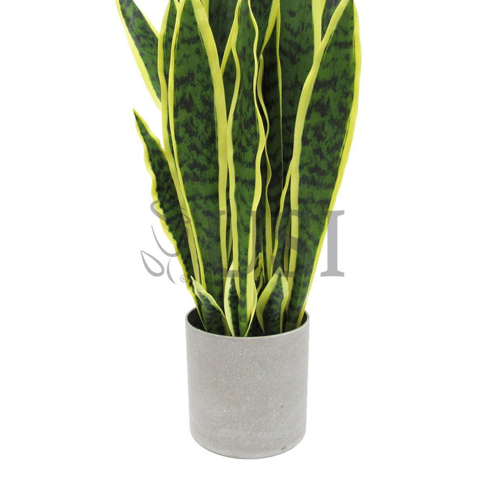 Sansevieria Snake Plant in Grey Pot, 36in, Green Yellow