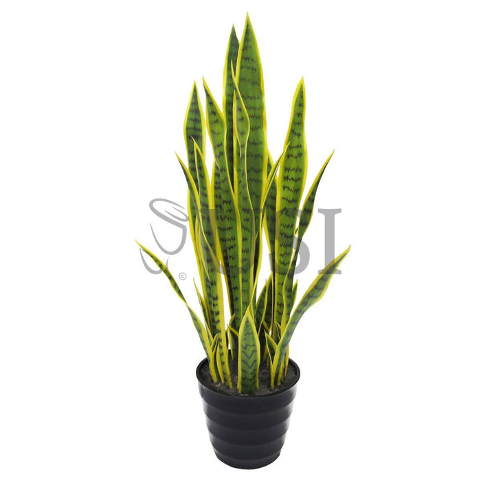 Sansevieria Snake Plant Potted, 32in, Green Yellow
