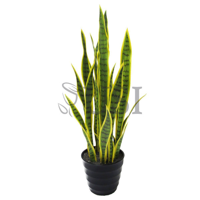 Sansevieria Snake Plant Potted, 32in, Green Yellow