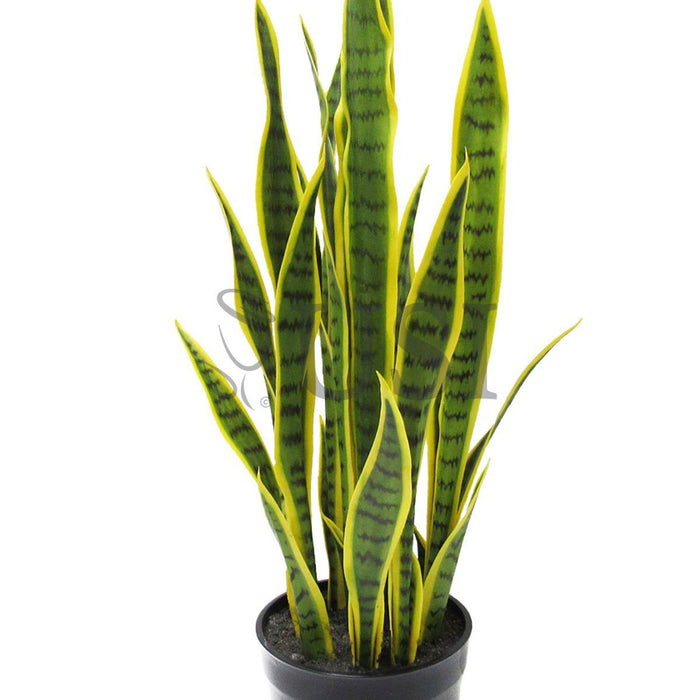 Sansevieria Snake Plant Potted, 32in, Green Yellow