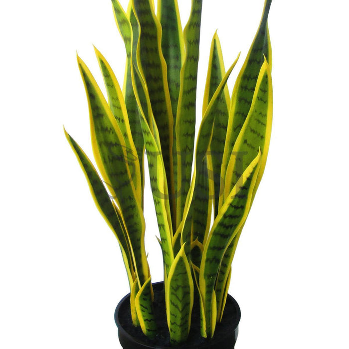 Sansevieria Snake Plant Potted, 32in, Green Yellow