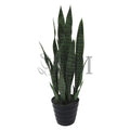 Sansevieria Snake Plant Potted, 32in, Green