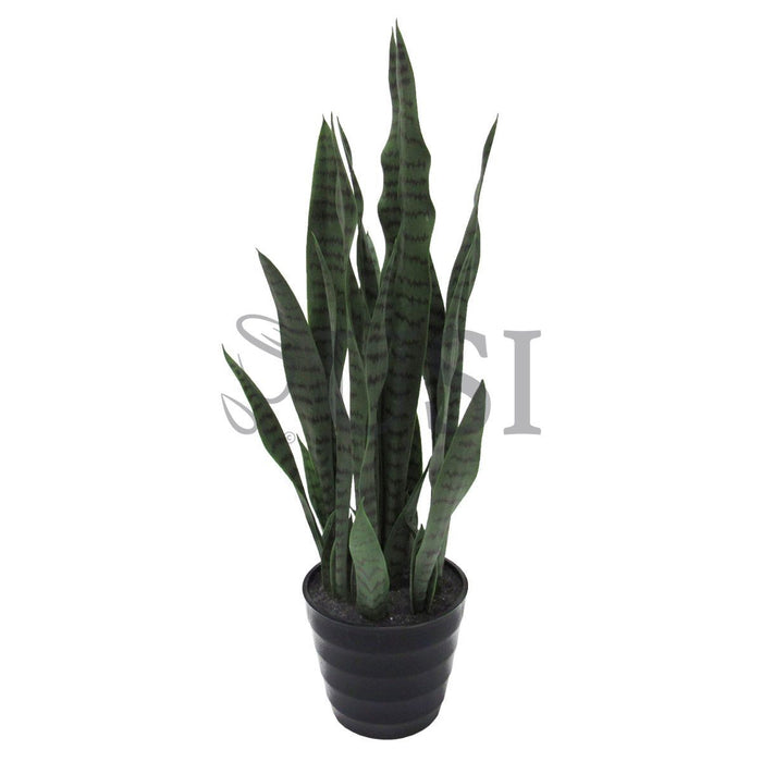 Sansevieria Snake Plant Potted, 32in, Green