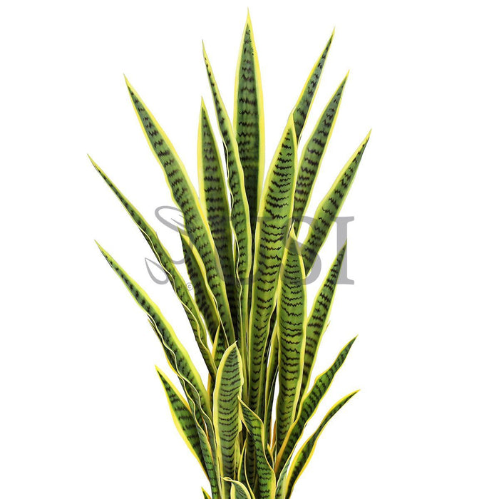 Sansevieria Snake Plant Potted, 4ft, Green Yellow