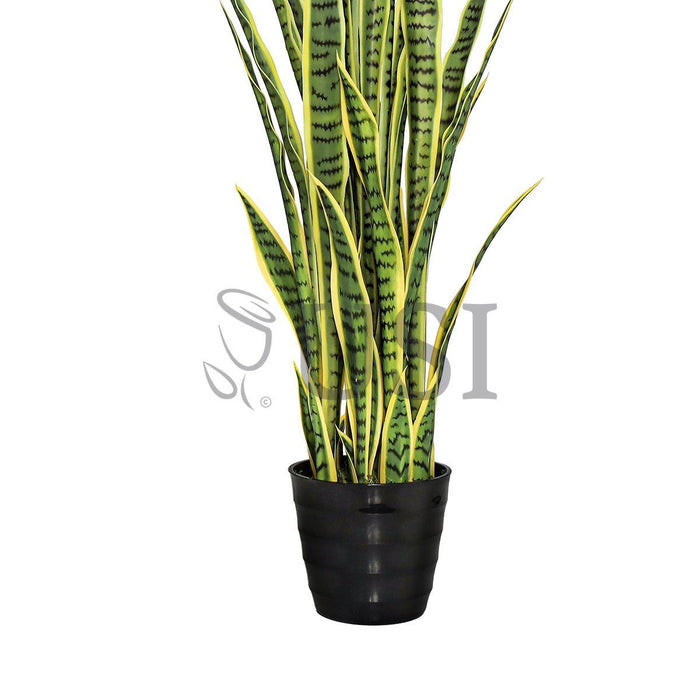Sansevieria Snake Plant Potted, 4ft, Green Yellow