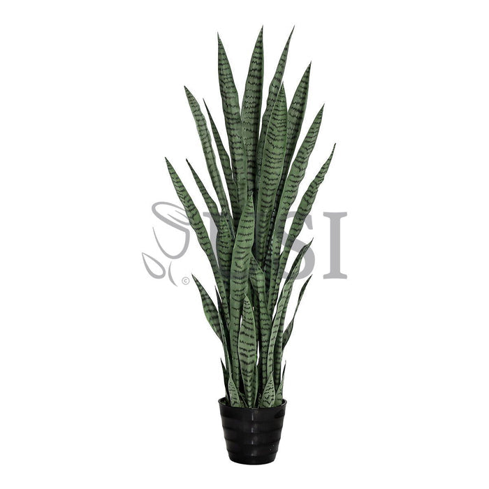 Sansevieria Snake Plant Potted, 4ft, Green
