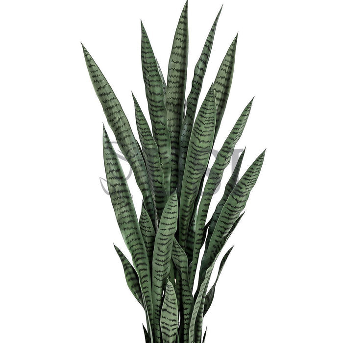 Sansevieria Snake Plant Potted, 4ft, Green