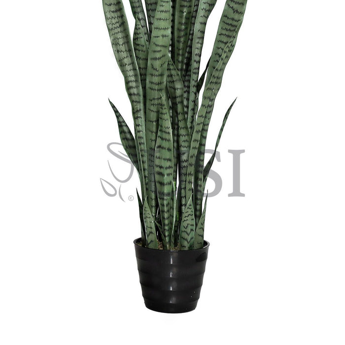 Sansevieria Snake Plant Potted, 4ft, Green